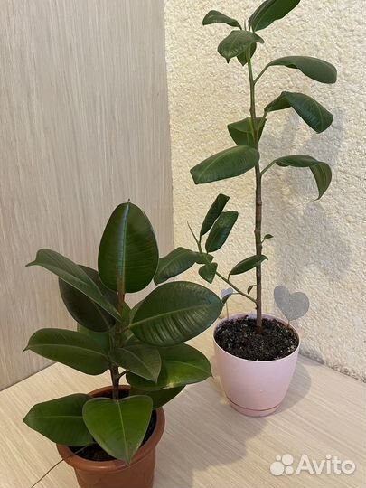 Фикус каучуконосный