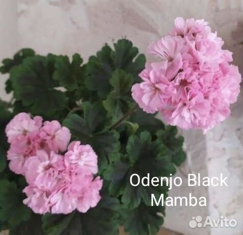 Пеларгония сортовая