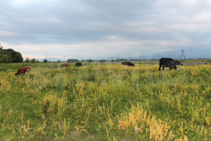 Участок 11 га (СНТ, ДНП)