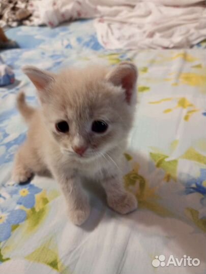 Шотландские котята