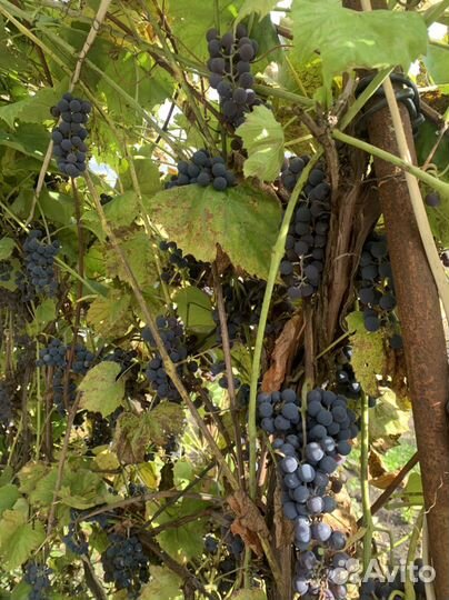 Виноград Изабела