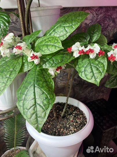 Клеродендрум томпсон