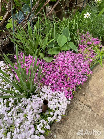 Шиловидный флокс