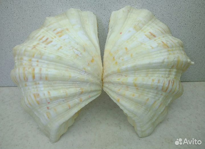 Чайна Клам 15*11,2 морская ракушка раковина