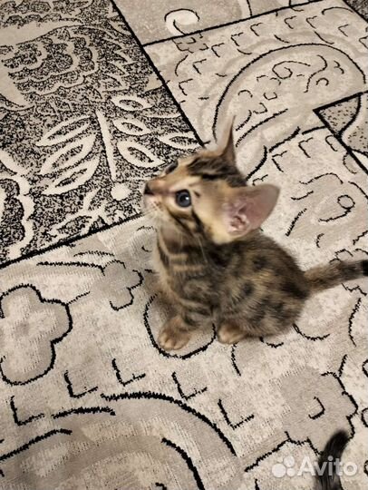 Бенгальские котята
