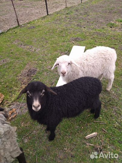 Овцы бараны ягнята