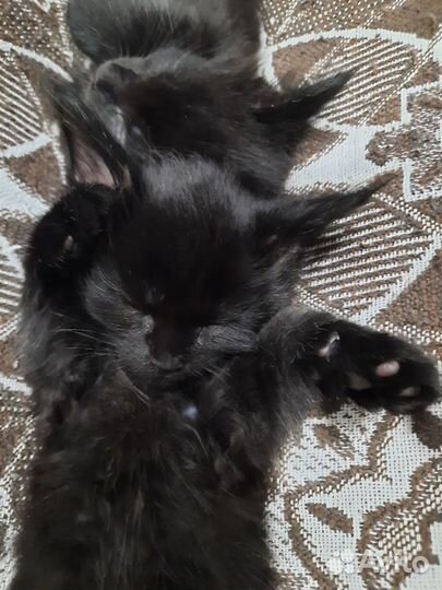 Кошки мейн-кун