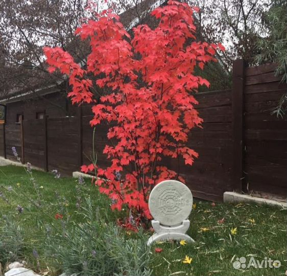 Круг багуа инь янь