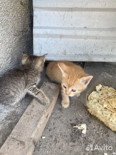 Самые милые котята отдам в добрые руки