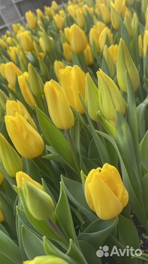 Продам тюльпаны