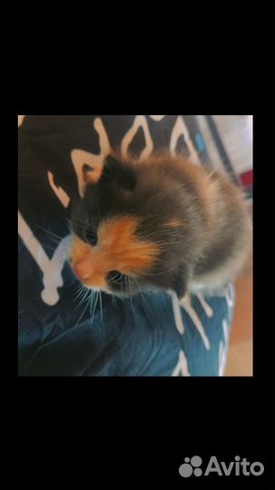 Отдам котят в добрые ручки