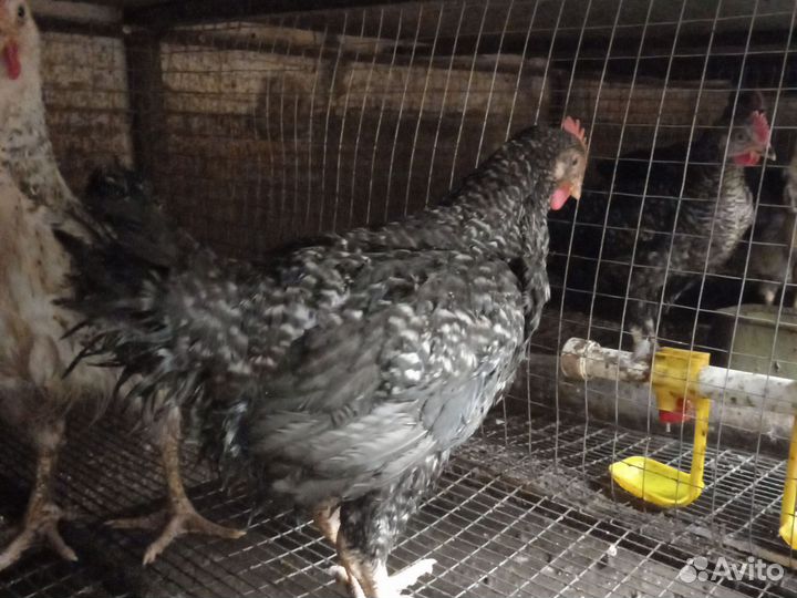 Молодые петухи