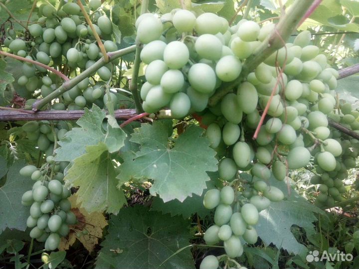 Малина, шелковица белая