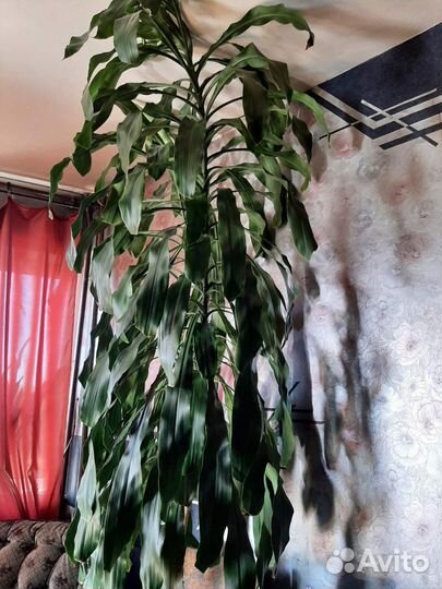 Огромная юкка