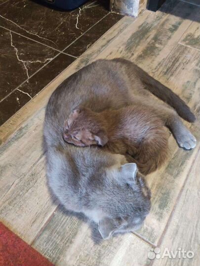 Шотландская вислоухая шоколадная