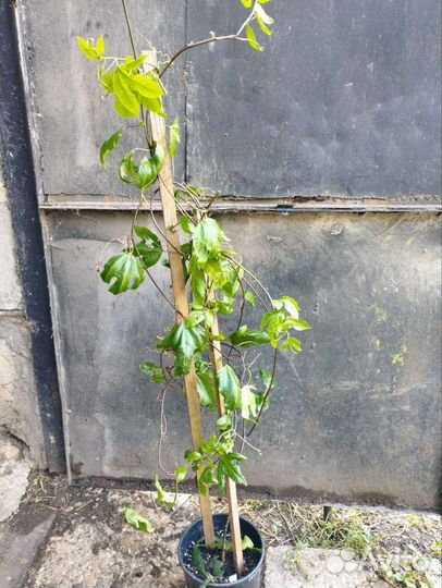 Маракуйя бразильская, роланд