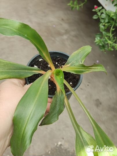 Комнатные растения