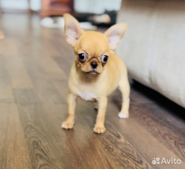 Чихуахуа девочка