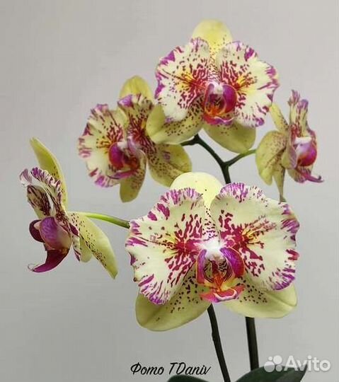 Орхидея Spot leopard пелорик