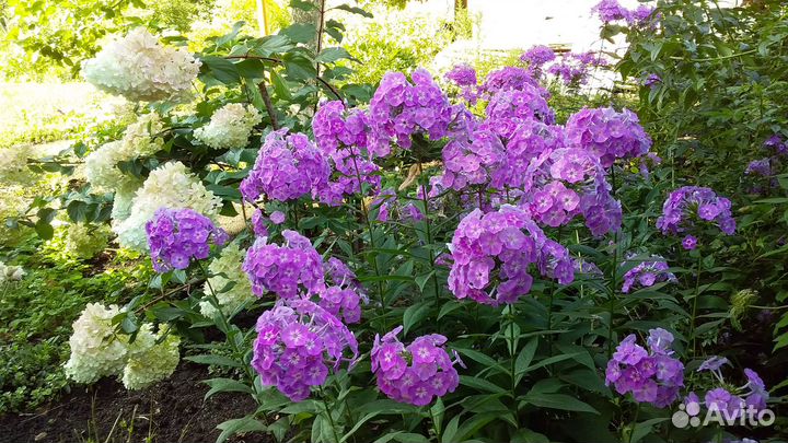 Флоксы многолетние