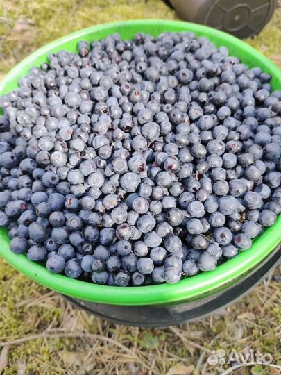 Черника с доставкой