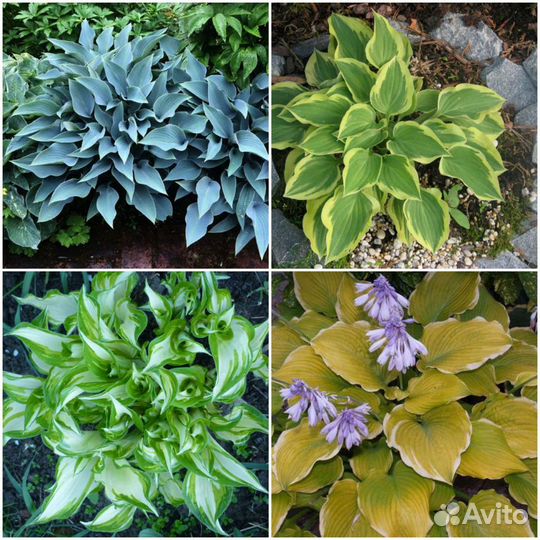 Хосты, пионы,мордовник,адонис,баптизия,многолетни