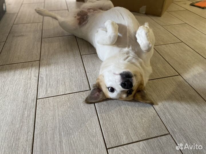 Собачка в самые добрые руки