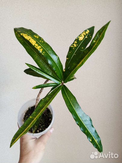 Кодиеум кротон голд фингер