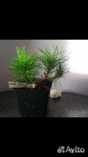 Сосна горная пумилио,туя смагард