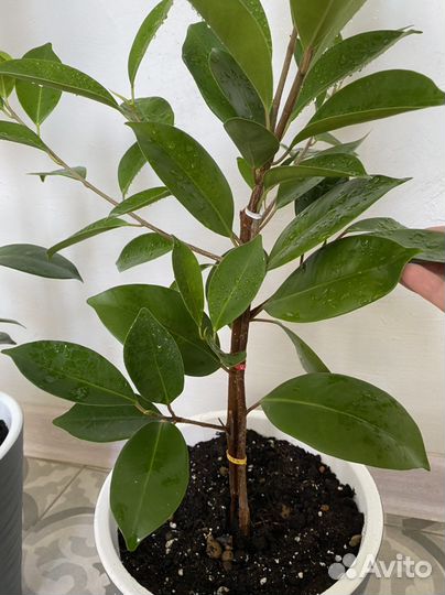 Фикус микрокарпа гинсенг