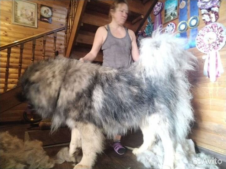 Кавказская овчарка