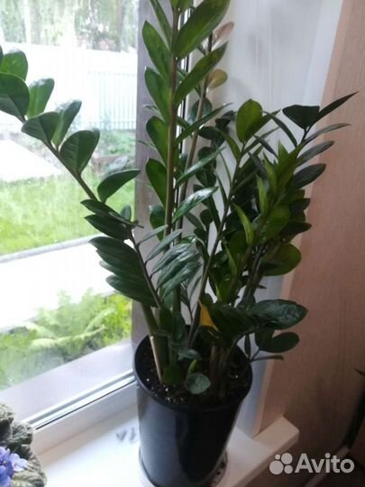 Замиокулькас