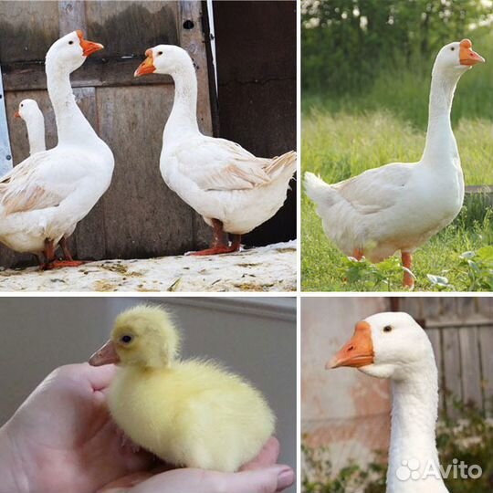 Гуси крупные самые большие легард линда серый укра