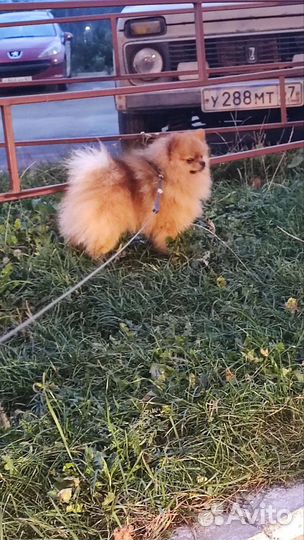 Мини шпиц вязка