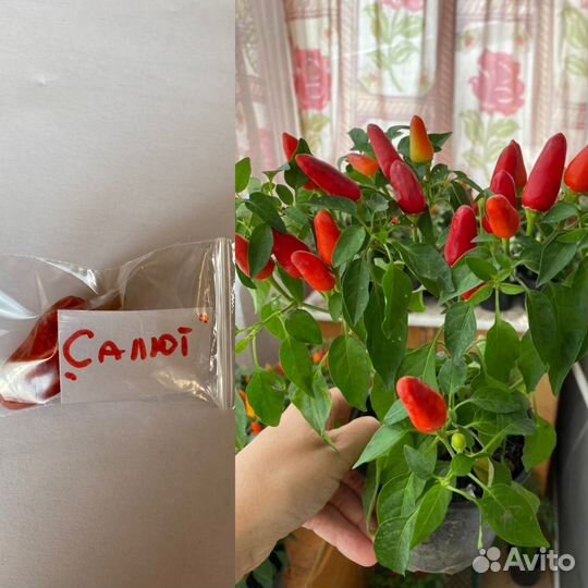 Семена острого перца