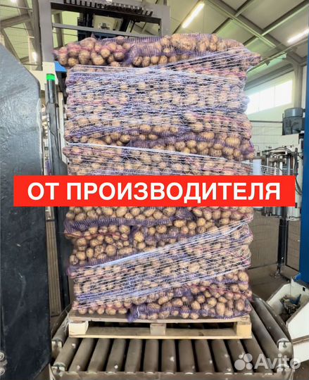Картофель оптом
