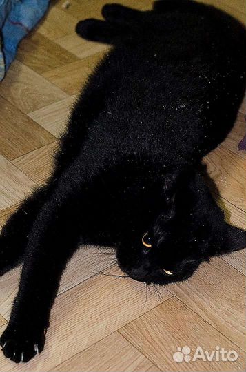 Красавец кот Мустик в добрые руки