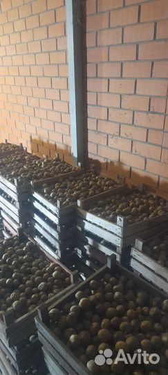 Семенной картофель аризона 2рс