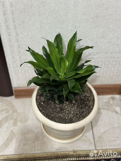 Домашние растения цветы