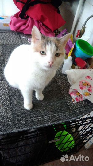 Только в добрые и ответственные руки