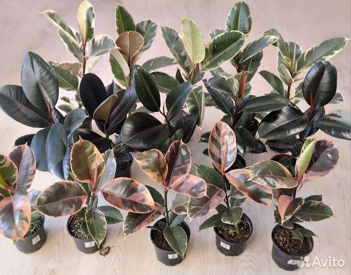 Фикус каучуконосный Белиз, Чёрный принц