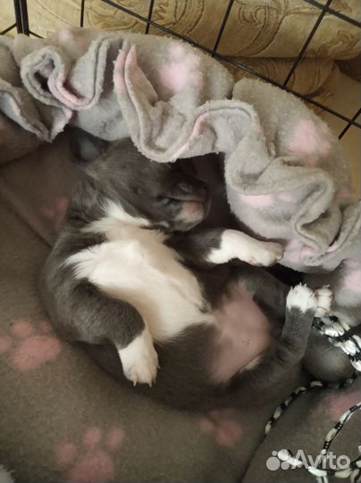 Чихуахуа девочка