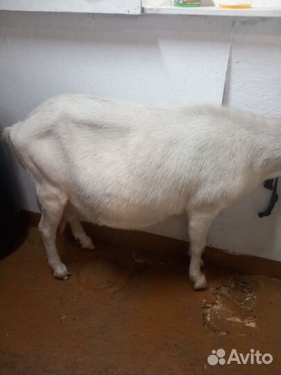 Коза нубийская