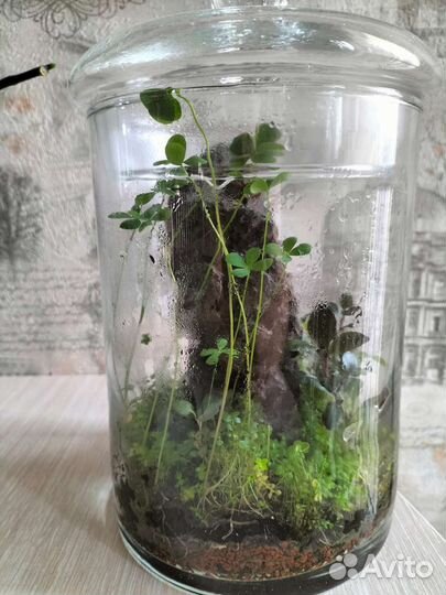 Флоррариум