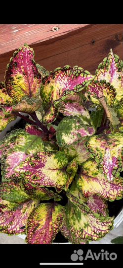 Колеусы вегетативные