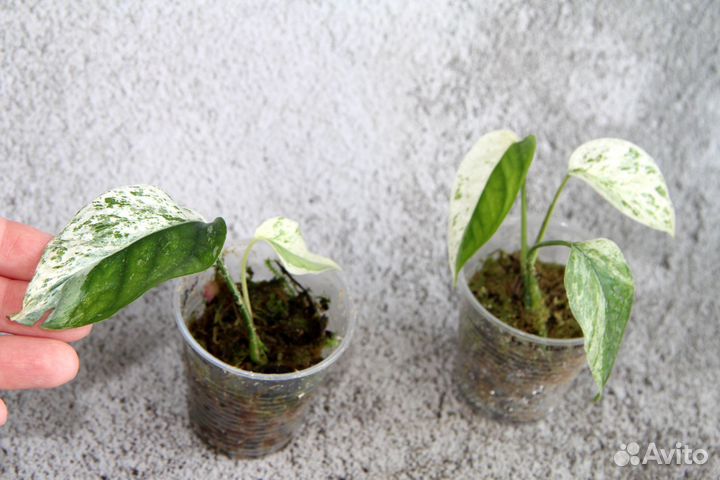 Сциндапсусы сортовые