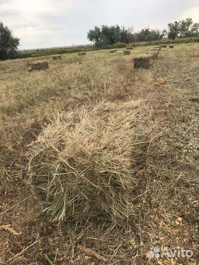 Продаю сено