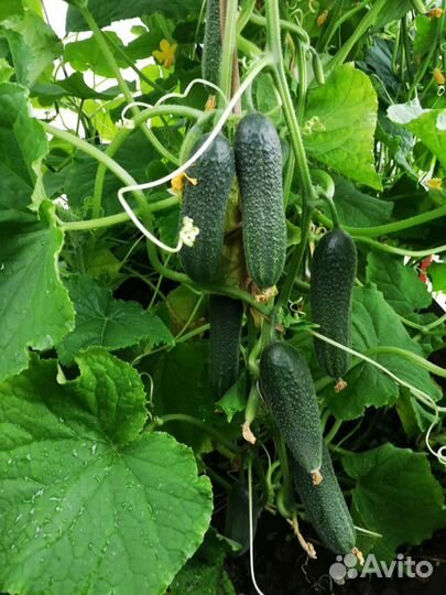 Домашние огурчики