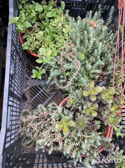 Мини -сад Суккулентов