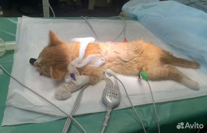 Котенок Чудо старается